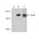 Stat3 Antibody (285.87) - Western Blotting - Image 395683 