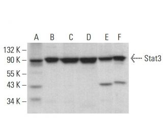 Stat3 Antibody (F-2) - Western Blotting - Image 379674 