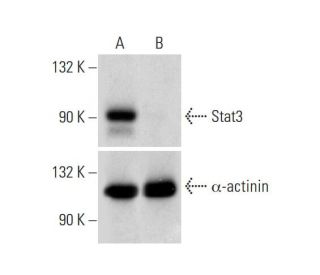 Stat3 HDR Plasmid (h): sc-400027-HDR. Western blot analysis of Stat3 expression in non-transfected control(A) and puromyci 