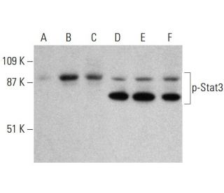 Stat3 Antibody (F-2) - Western Blotting - Image 381040