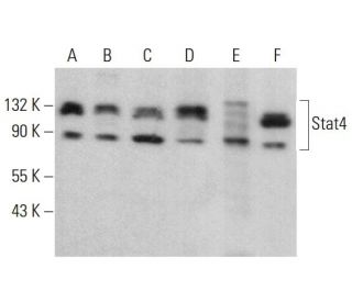 Stat4 Antibody (C-4) - Western Blotting - Image 378474 