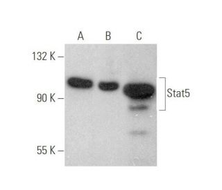 Stat5 Antibody (A-9) - Western Blotting - Image 350004 