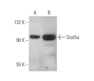 Stat5a Antibody (A-7) - Western Blotting - Image 350003 