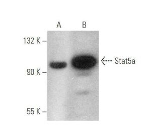 Stat5a Antibody (C-10) - Western Blotting - Image 350002 