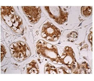 Stat5a Antibody (C-6) - Immunohistochemistry - Image 160248 