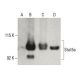 Stat5a Antibody (H-2) - Western Blotting - Image 395970 