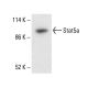 Stat5a Antibody (H-2) - Western Blotting - Image 411771 
