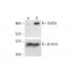 Stat5a Antibody (H-2) - Western Blotting - Image 412152