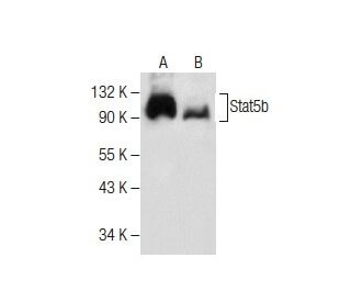 Stat5b Antibody (C-8) - Western Blotting - Image 282197 