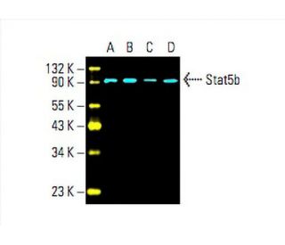 Stat5b Antibody (G-2) - Western Blotting - Image 393407