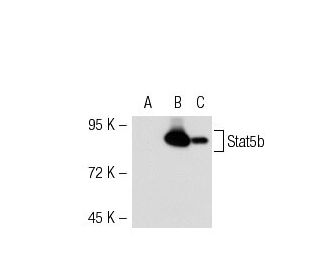 Stat5b Antibody (G-2) - Western Blotting - Image 53659 