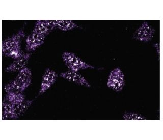 Stat6 Antibody (23) - Immunofluorescence - Image 133620 