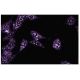 Stat6 Antibody (23) - Immunofluorescence - Image 133620 