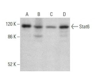 Stat6 Antibody (AS6-10.1.1) - Western Blotting - Image 353199 