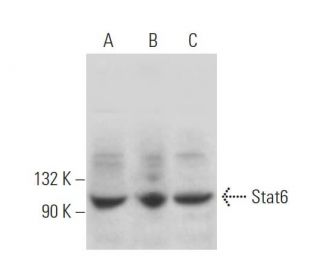 Stat6 Antibody (C-9) - Western Blotting - Image 372949 