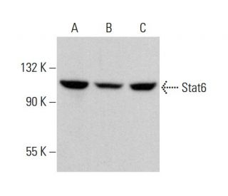 Stat6 Antibody (E-10) - Western Blotting - Image 375513 