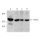 STAU1 Antibody (C-4) - Western Blotting - Image 358582 