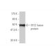 STC2 Antibody (2B11) - Western Blotting - Image 348970