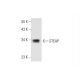 STEAP Antibody (H-6) - Western Blotting - Image 345978