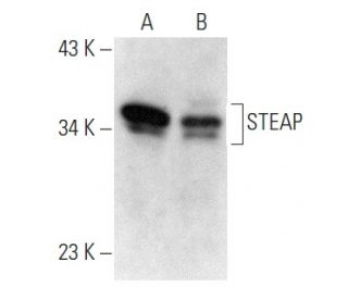 STEAP Antibody (H-6) - Western Blotting - Image 358397 