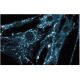 STI1 Antibody (28) - Immunofluorescence - Image 60694 