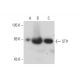 STI1 Antibody (28) - Western Blotting - Image 128663