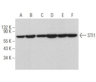STI1 Antibody (E-10) - Western Blotting - Image 373192 