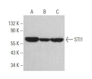 STI1 Antibody (E-7) - Western Blotting - Image 373185 