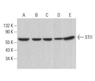 STI1 Antibody (E-7) - Western Blotting - Image 383137 