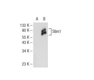 Stim1 Antibody (D-2) - Western Blotting - Image 108894 