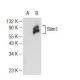 Stim1 Antibody (D-2) - Western Blotting - Image 108894 