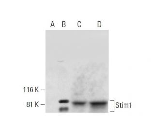 Stim1 Antibody (F-2) - Western Blotting - Image 297884 