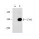 STK16 Antibody (B-10) - Western Blotting - Image 150047
