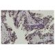 STK32C Antibody (18-56) - Immunohistochemistry - Image 36022 