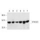 STK32C Antibody (C-6) - Western Blotting - Image 403830 