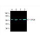STK33 Antibody (G-11) - Western Blotting - Image 393998 