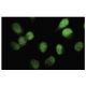 STK33 Antibody (YZ-16) - Immunofluorescence - Image 35567 