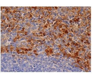 Stomatin Antibody (E-6) - Immunohistochemistry - Image 284710 