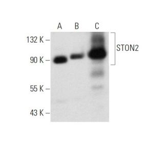 STON2 Antibody (A-5) - Western Blotting - Image 320958 