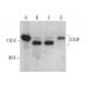 STOP Antibody (296) - Western Blotting - Image 379171 