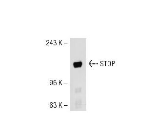 STOP Antibody (B-1) - Western Blotting - Image 54096 