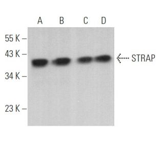 STRAP Antibody (3G6) - Western Blotting - Image 368732 