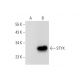STYX Antibody (D-12) - Western Blotting - Image 300463