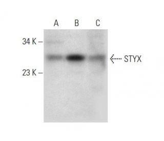 STYX Antibody (D-12) - Western Blotting - Image 303358 