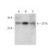 STYX Antibody (D-12) - Western Blotting - Image 303358 