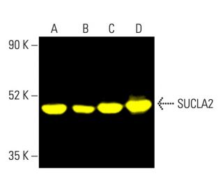 SUCLA2 Antibody (A-9) - Western Blotting - Image 403658 