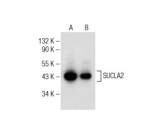 SUCLA2 Antibody (F-2) - Western Blotting - Image 147285 