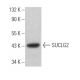 SUCLG2 Antibody (C-1) - Western Blotting - Image 373283