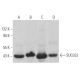 SUCLG2 Antibody (C-1) - Western Blotting - Image 373284 