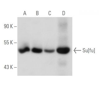 Su[fu] Antibody (F-4) - Western Blotting - Image 55082Each CRISPR/Cas9 Knockout (KO) Plasmid product consists of a pool of 3 plasmids designed to ensure identification and cleavage of a specific gene for maximum knockout efficiency. Each plasmid encodes a unique 20 nt sequence derived from the GeCKO (v2) library. 